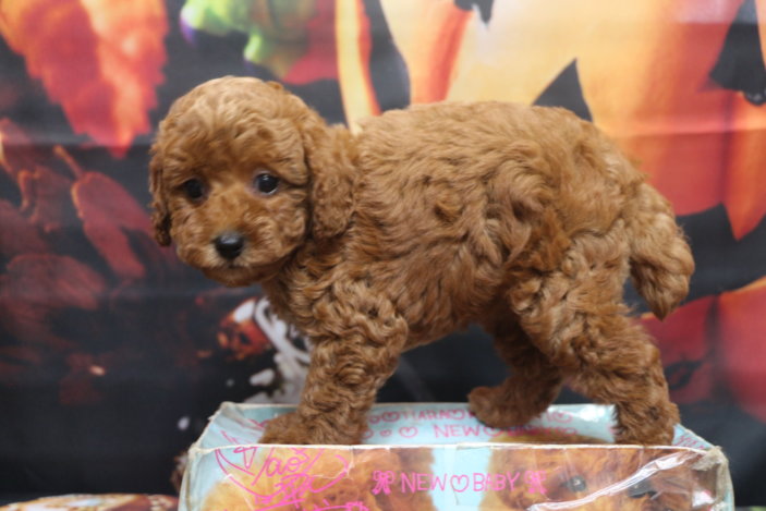 トイプードルブリーダー子犬レッド女の子生後7週間。千葉県鎌ヶ谷市船橋市市川市柏市白井市印西市千葉市ブリーダー画像