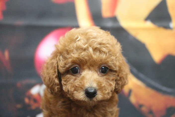 トイプードルブリーダー子犬レッド女の子生後7週間。千葉県鎌ヶ谷市船橋市市川市柏市白井市印西市千葉市ブリーダー画像