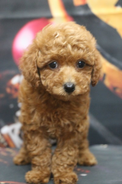 トイプードルブリーダー子犬レッド女の子生後7週間。千葉県鎌ヶ谷市船橋市市川市柏市白井市印西市千葉市ブリーダー画像