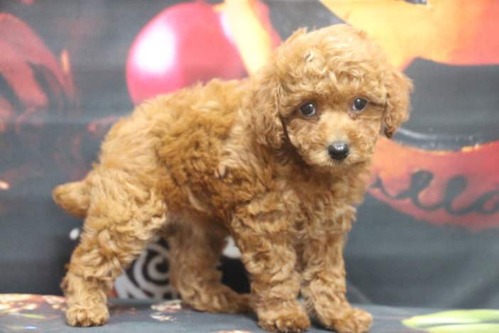 トイプードルブリーダー子犬レッド女の子生後7週間。千葉県鎌ヶ谷市船橋市市川市柏市白井市印西市千葉市ブリーダー画像