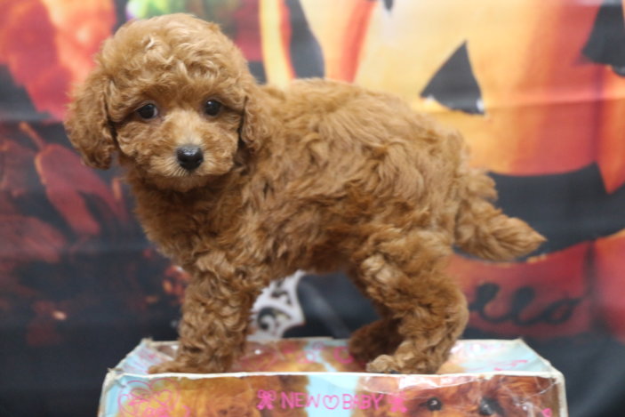 トイプードルブリーダー子犬レッド女の子生後7週間。千葉県鎌ヶ谷市船橋市市川市柏市白井市印西市千葉市ブリーダー画像