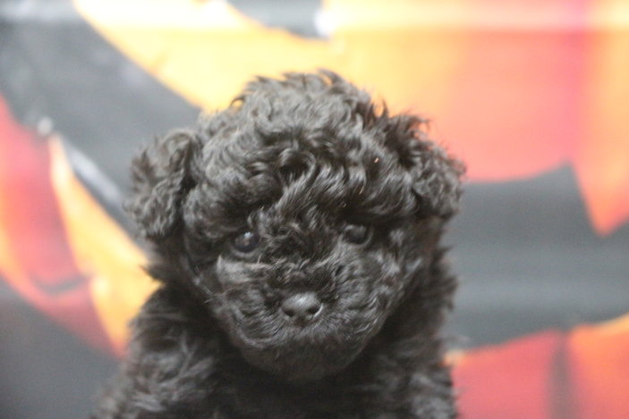 ティーカッププードルブリーダー子犬ブラック女の子生後6週間。千葉県鎌ヶ谷市船橋市市川市柏市白井市印西市千葉市ブリーダー画像
