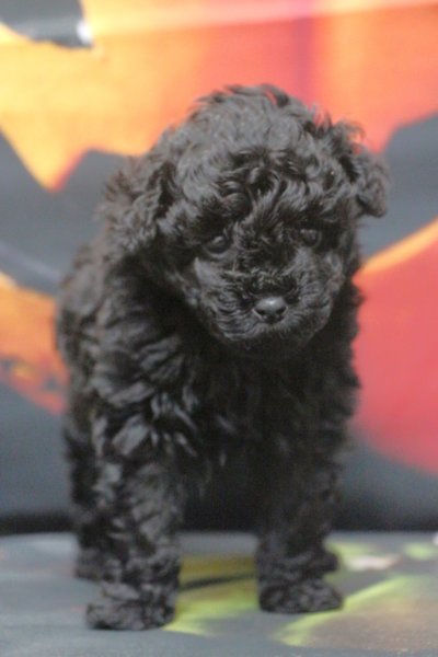 ティーカッププードルブリーダー子犬ブラック女の子生後6週間。千葉県鎌ヶ谷市船橋市市川市柏市白井市印西市千葉市ブリーダー画像