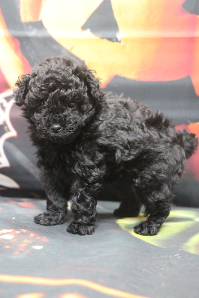 ティーカッププードルブリーダー子犬ブラック女の子生後6週間。千葉県鎌ヶ谷市船橋市市川市柏市白井市印西市千葉市ブリーダー画像