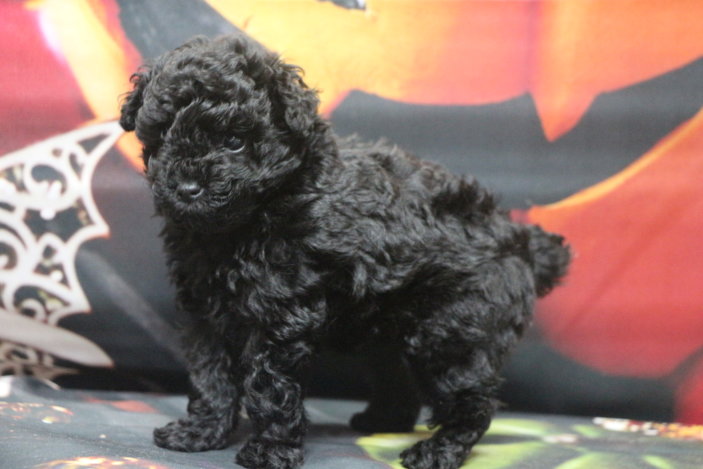 ティーカッププードルブリーダー子犬ブラック女の子生後6週間。千葉県鎌ヶ谷市船橋市市川市柏市白井市印西市千葉市ブリーダー画像