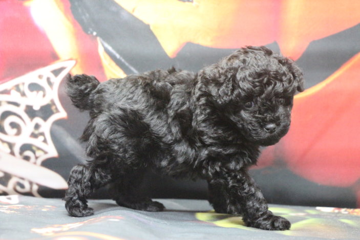 ティーカッププードルブリーダー子犬ブラック女の子生後6週間。千葉県鎌ヶ谷市船橋市市川市柏市白井市印西市千葉市ブリーダー画像