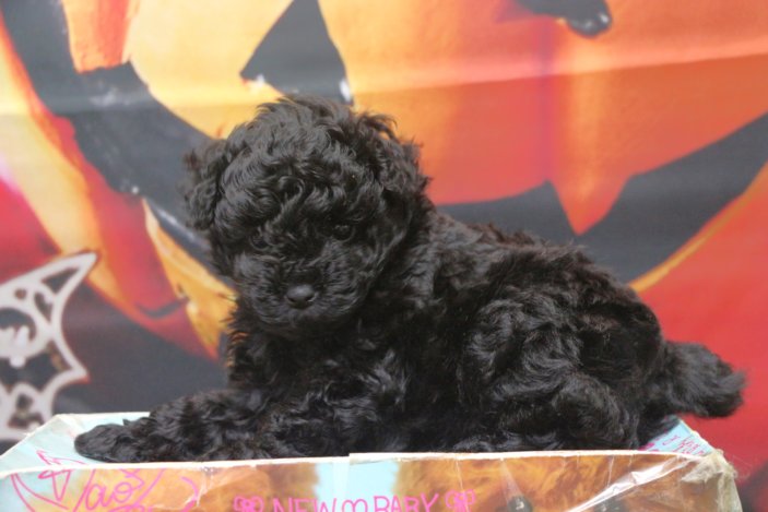 ティーカッププードルブリーダー子犬ブラック女の子生後6週間。千葉県鎌ヶ谷市船橋市市川市柏市白井市印西市千葉市ブリーダー画像