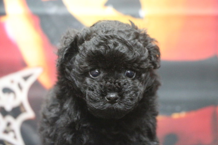 ティーカッププードルブリーダー子犬ブラック女の子生後7週間。千葉県鎌ヶ谷市船橋市市川市柏市白井市印西市千葉市ブリーダー画像