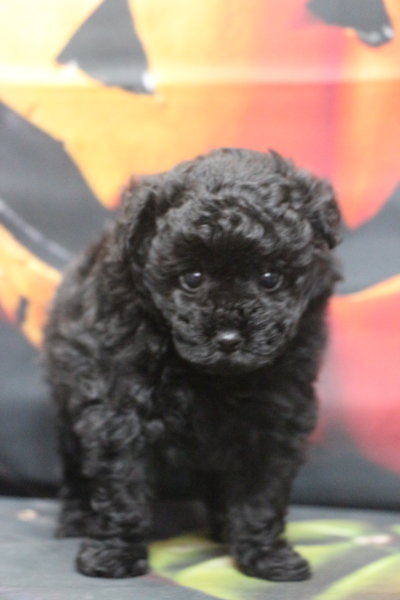 ティーカッププードルブリーダー子犬ブラック女の子生後7週間。千葉県鎌ヶ谷市船橋市市川市柏市白井市印西市千葉市ブリーダー画像