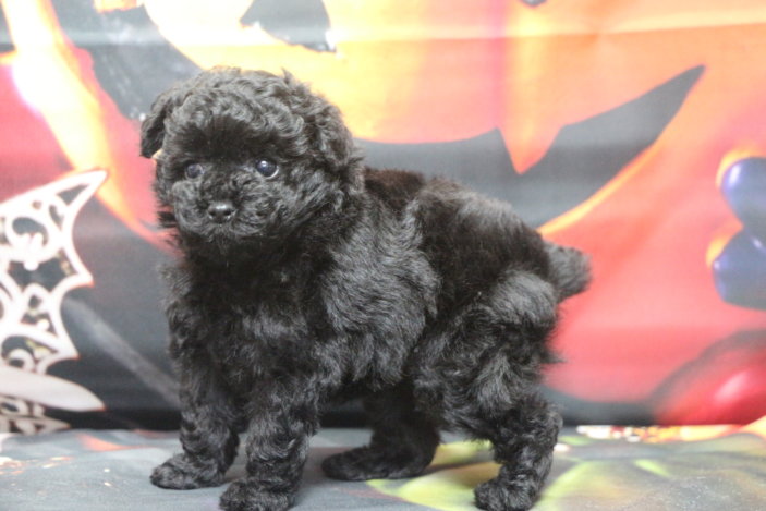 ティーカッププードルブリーダー子犬ブラック女の子生後7週間。千葉県鎌ヶ谷市船橋市市川市柏市白井市印西市千葉市ブリーダー画像