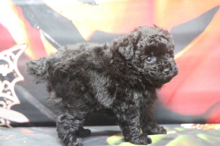 ティーカッププードルブリーダー子犬ブラック女の子生後7週間。千葉県鎌ヶ谷市船橋市市川市柏市白井市印西市千葉市ブリーダー画像