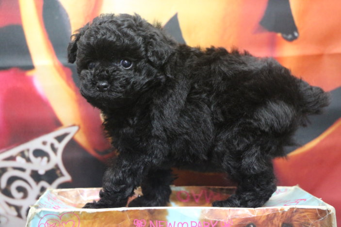 ティーカッププードルブリーダー子犬ブラック女の子生後7週間。千葉県鎌ヶ谷市船橋市市川市柏市白井市印西市千葉市ブリーダー画像