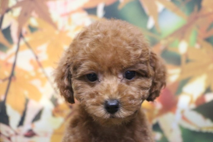 トイプードルブリーダー子犬レッド女の子生後2ヶ月。千葉県鎌ヶ谷市船橋市市川市柏市白井市印西市千葉市ブリーダー画像