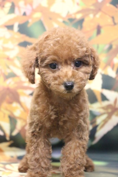 トイプードルブリーダー子犬レッド女の子生後2ヶ月。千葉県鎌ヶ谷市船橋市市川市柏市白井市印西市千葉市ブリーダー画像