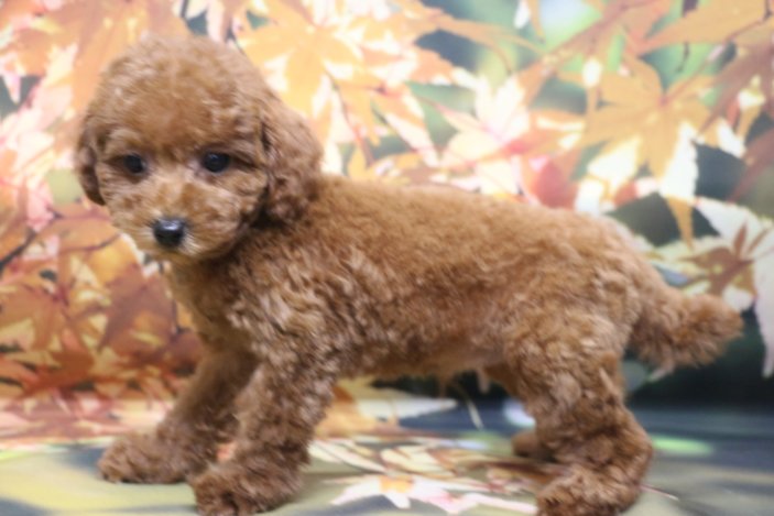 トイプードルブリーダー子犬レッド女の子生後2ヶ月。千葉県鎌ヶ谷市船橋市市川市柏市白井市印西市千葉市ブリーダー画像