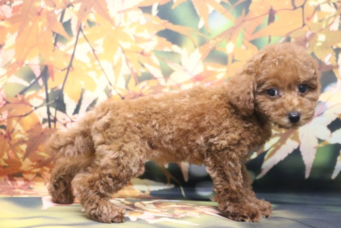 トイプードルブリーダー子犬レッド女の子生後2ヶ月。千葉県鎌ヶ谷市船橋市市川市柏市白井市印西市千葉市ブリーダー画像