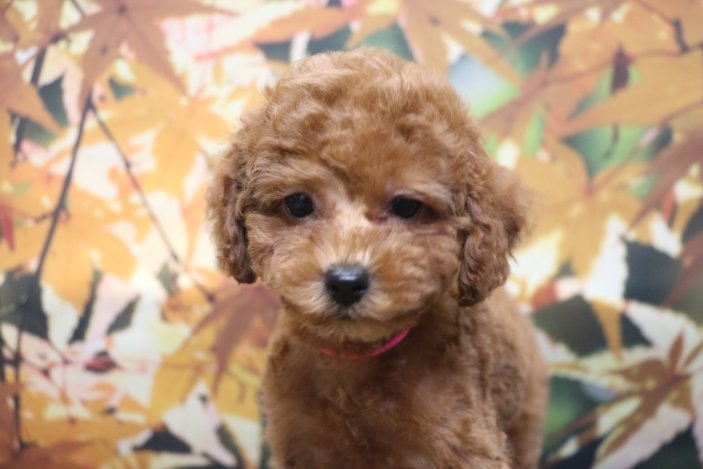 トイプードルブリーダー子犬レッド女の子生後2ヶ月。千葉県鎌ヶ谷市船橋市市川市柏市白井市印西市千葉市ブリーダー画像