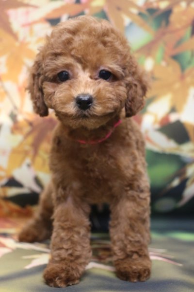 トイプードルブリーダー子犬レッド女の子生後2ヶ月。千葉県鎌ヶ谷市船橋市市川市柏市白井市印西市千葉市ブリーダー画像