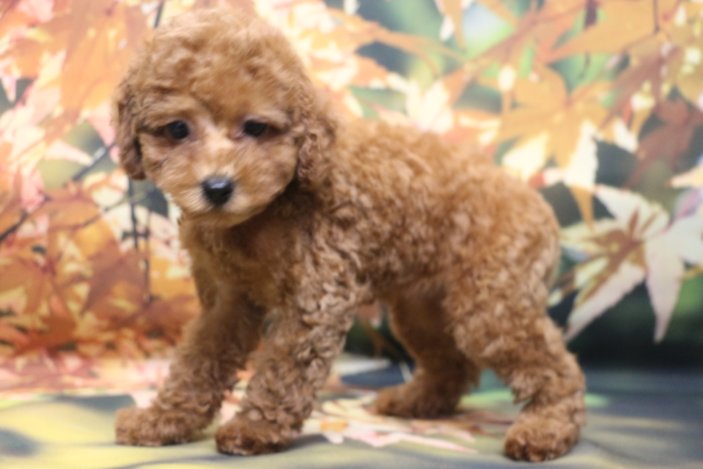 トイプードルブリーダー子犬レッド女の子生後2ヶ月。千葉県鎌ヶ谷市船橋市市川市柏市白井市印西市千葉市ブリーダー画像