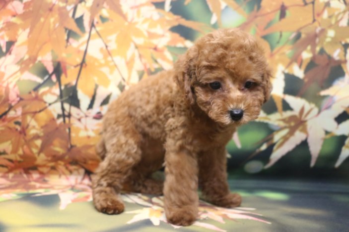 トイプードルブリーダー子犬レッド女の子生後2ヶ月。千葉県鎌ヶ谷市船橋市市川市柏市白井市印西市千葉市ブリーダー画像