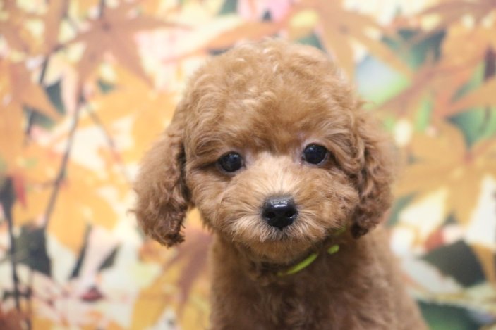 トイプードルブリーダー子犬レッド女の子生後2ヶ月。千葉県鎌ヶ谷市船橋市市川市柏市白井市印西市千葉市ブリーダー画像