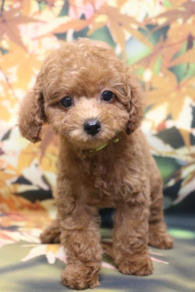 トイプードルブリーダー子犬レッド女の子生後2ヶ月。千葉県鎌ヶ谷市船橋市市川市柏市白井市印西市千葉市ブリーダー画像