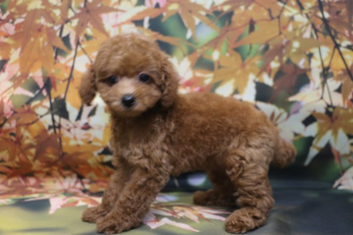 トイプードルブリーダー子犬レッド女の子生後2ヶ月。千葉県鎌ヶ谷市船橋市市川市柏市白井市印西市千葉市ブリーダー画像