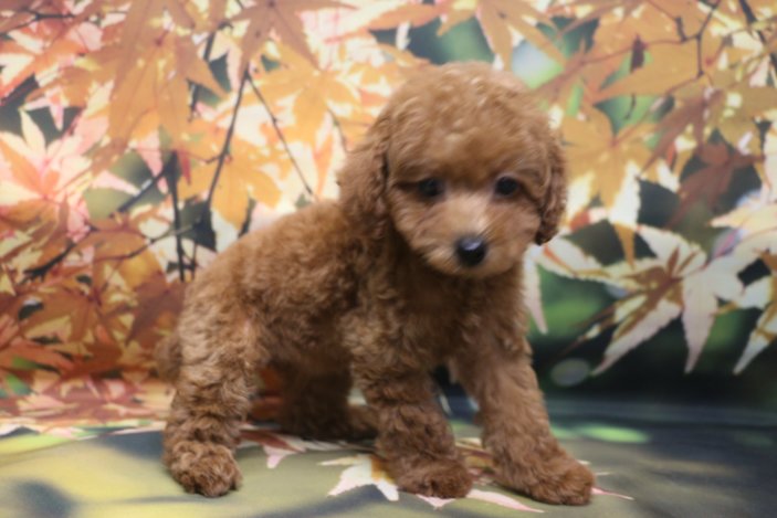 トイプードルブリーダー子犬レッド女の子生後2ヶ月。千葉県鎌ヶ谷市船橋市市川市柏市白井市印西市千葉市ブリーダー画像