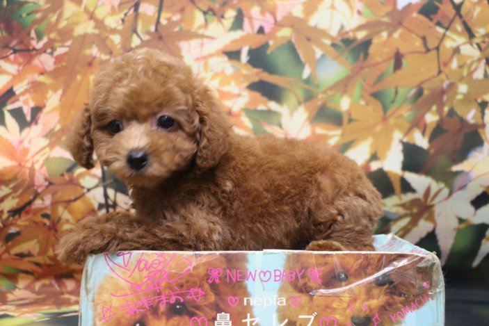 トイプードルブリーダー子犬レッド女の子生後2ヶ月。千葉県鎌ヶ谷市船橋市市川市柏市白井市印西市千葉市ブリーダー画像