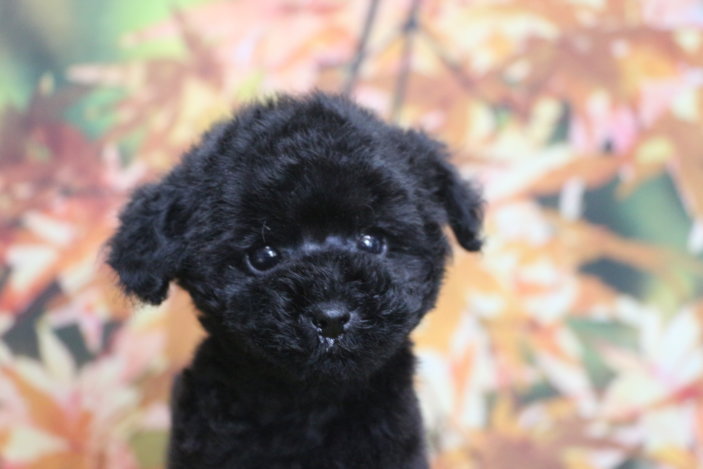 ティーカッププードルブリーダー子犬ブラック女の子生後2ヶ月。千葉県鎌ヶ谷市船橋市市川市柏市白井市印西市千葉市ブリーダー画像