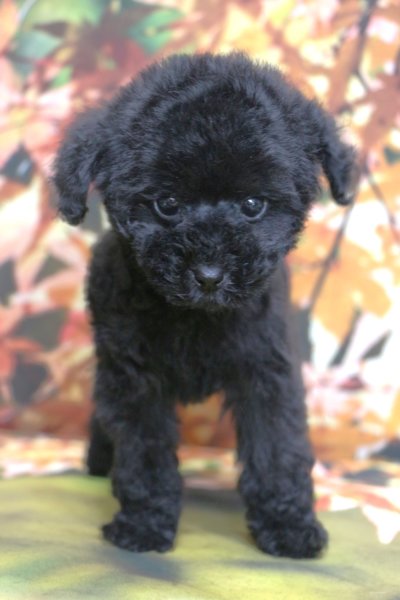 ティーカッププードルブリーダー子犬ブラック女の子生後2ヶ月。千葉県鎌ヶ谷市船橋市市川市柏市白井市印西市千葉市ブリーダー画像