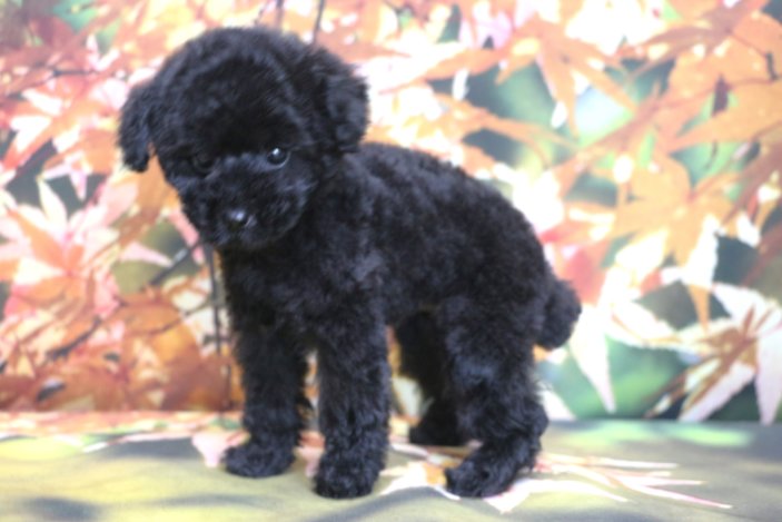 ティーカッププードルブリーダー子犬ブラック女の子生後2ヶ月。千葉県鎌ヶ谷市船橋市市川市柏市白井市印西市千葉市ブリーダー画像