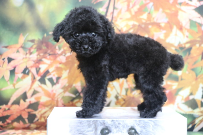 ティーカッププードルブリーダー子犬ブラック女の子生後2ヶ月。千葉県鎌ヶ谷市船橋市市川市柏市白井市印西市千葉市ブリーダー画像