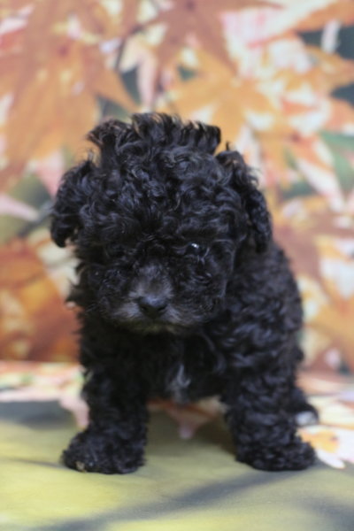 ティーカッププードルブリーダー子犬シルバー女の子生後6週間。千葉県鎌ヶ谷市船橋市市川市柏市白井市印西市千葉市ブリーダー画像