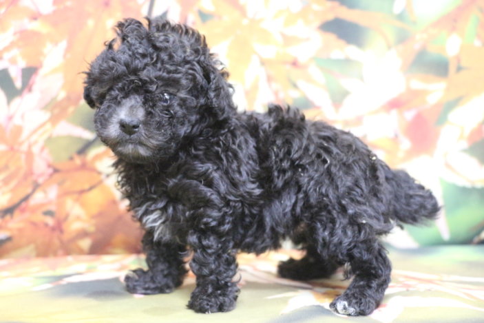 ティーカッププードルブリーダー子犬シルバー女の子生後6週間。千葉県鎌ヶ谷市船橋市市川市柏市白井市印西市千葉市ブリーダー画像