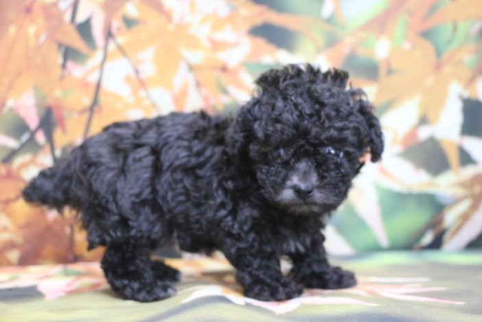 ティーカッププードルブリーダー子犬シルバー女の子生後6週間。千葉県鎌ヶ谷市船橋市市川市柏市白井市印西市千葉市ブリーダー画像