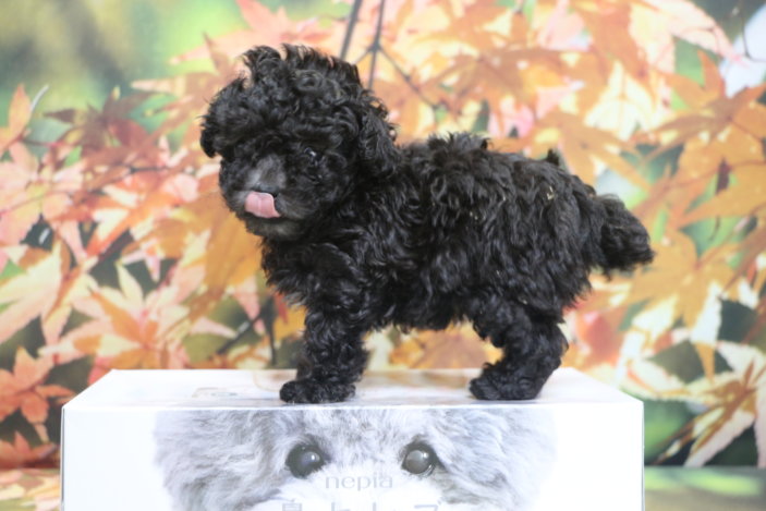 ティーカッププードルブリーダー子犬シルバー女の子生後6週間。千葉県鎌ヶ谷市船橋市市川市柏市白井市印西市千葉市ブリーダー画像