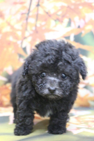 ティーカッププードルブリーダー子犬シルバー女の子生後7週間。千葉県鎌ヶ谷市船橋市市川市柏市白井市印西市千葉市ブリーダー画像