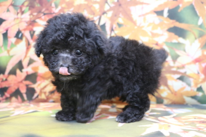 ティーカッププードルブリーダー子犬シルバー女の子生後7週間。千葉県鎌ヶ谷市船橋市市川市柏市白井市印西市千葉市ブリーダー画像