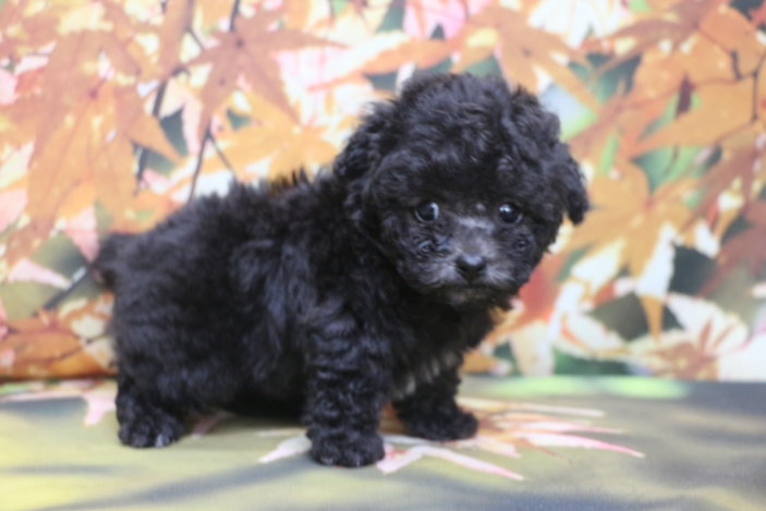 ティーカッププードルブリーダー子犬シルバー女の子生後7週間。千葉県鎌ヶ谷市船橋市市川市柏市白井市印西市千葉市ブリーダー画像