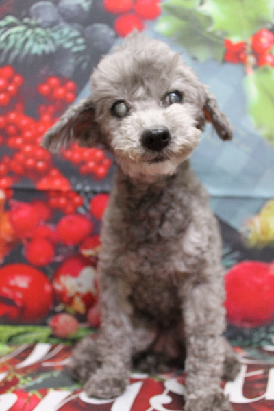 千葉県船橋市のトイプードルのトリミング前画像