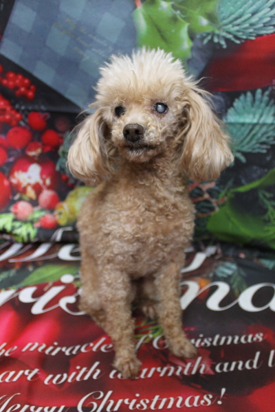 千葉県船橋市のトイプードルのトリミング前画像