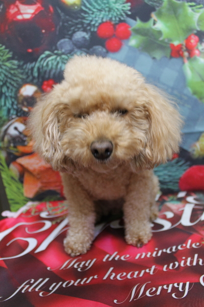 千葉県佐倉市のトイプードルのトリミング前画像