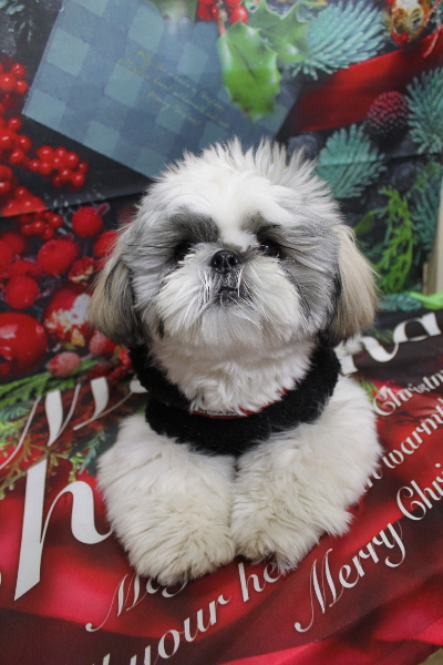 千葉県松戸市のシーズーのトリミング前画像