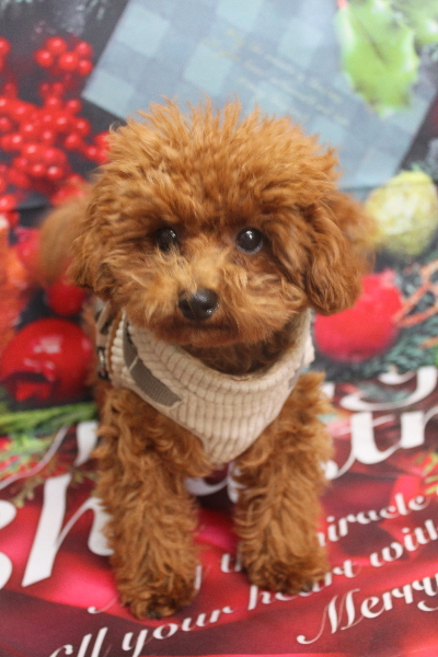 千葉県鎌ケ谷市トイプードルのトリミング前画像