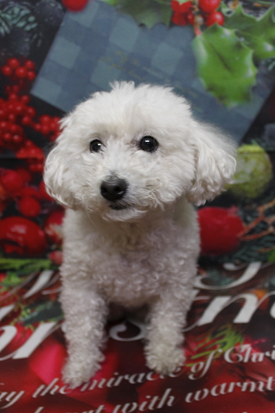 千葉県船橋市のトイプードルのトリミング前画像