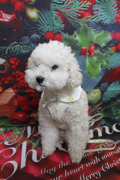 千葉県松戸市のミックス犬のトリミング前画像