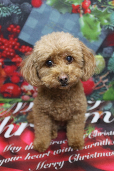 千葉県船橋市のトイプードルのトリミング前画像