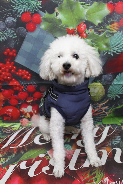 千葉県市川市のトイプードルのトリミング前画像