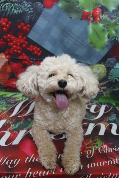 千葉県鎌ケ谷市のトイプードルのトリミング前画像